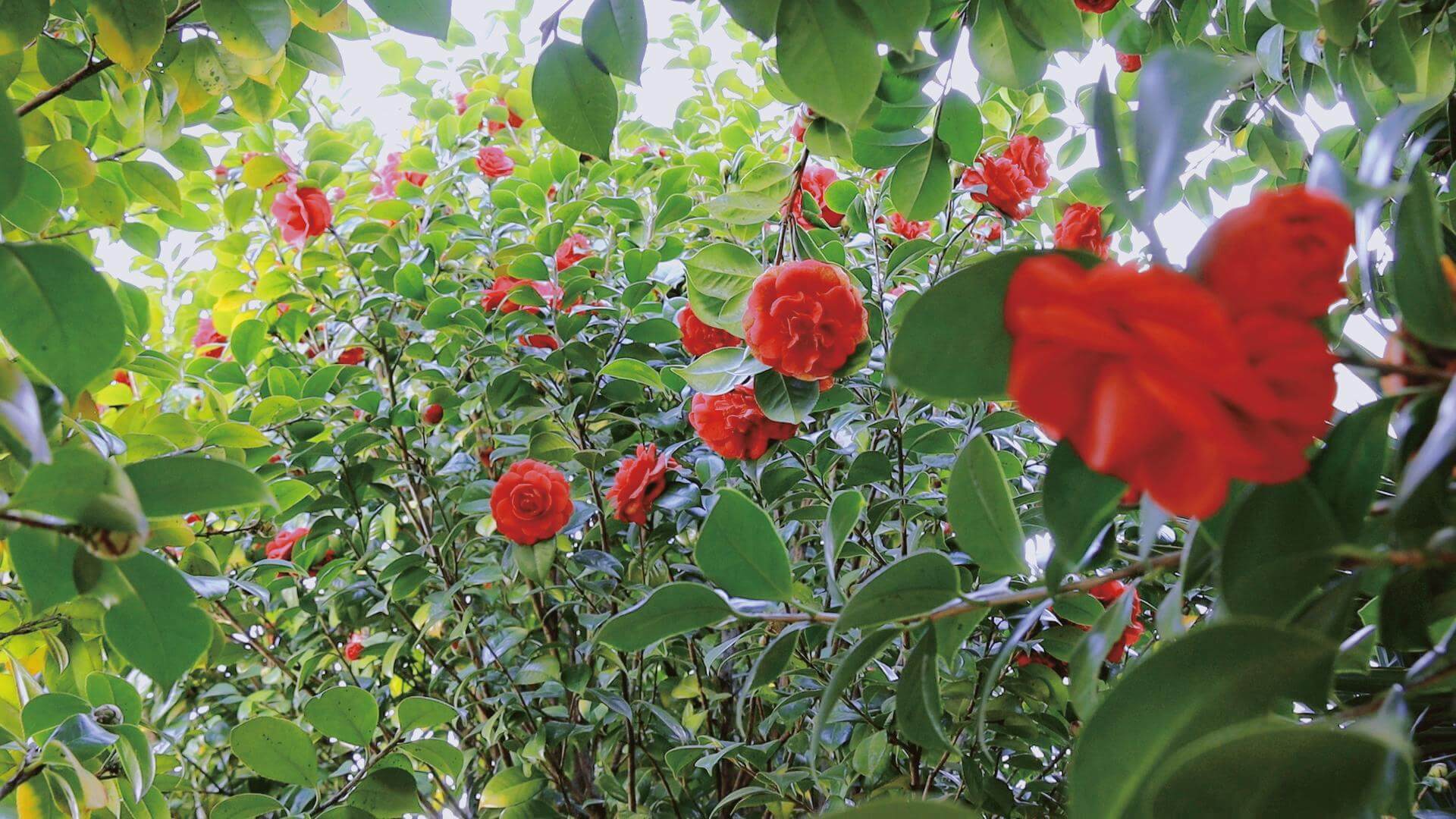 我們在春天見面嗎？